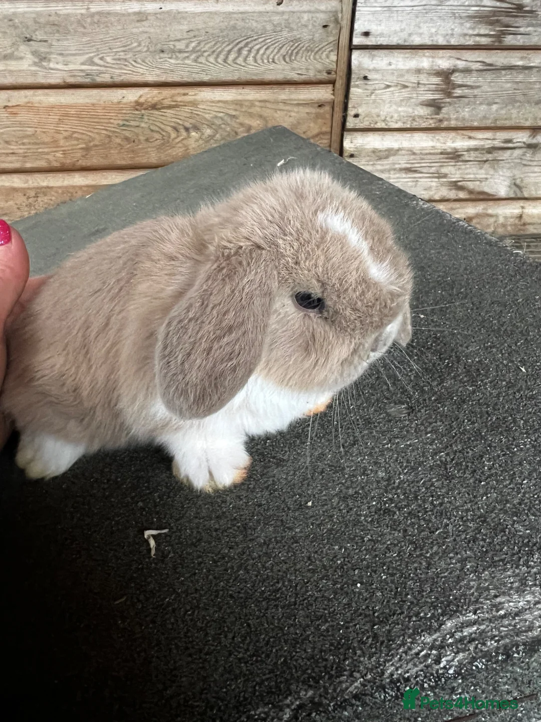 Mini Lop rabbits for sale: Mini lop baby bunnies  - Advert 1