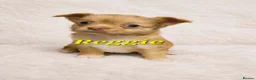 Chihuahua dogs for sale: 2 long coated chihuahua pups  - Advert 14