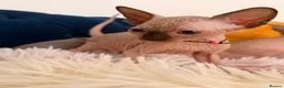Sphynx cats for sale: 3 stunning kittens available! - Advert 20