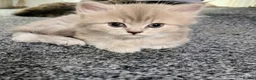 Mixed Breed cats for sale: Beautiful litter of long hair fluffy kitten  - Advert 11