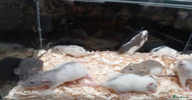 Rat rodents - Advert 2