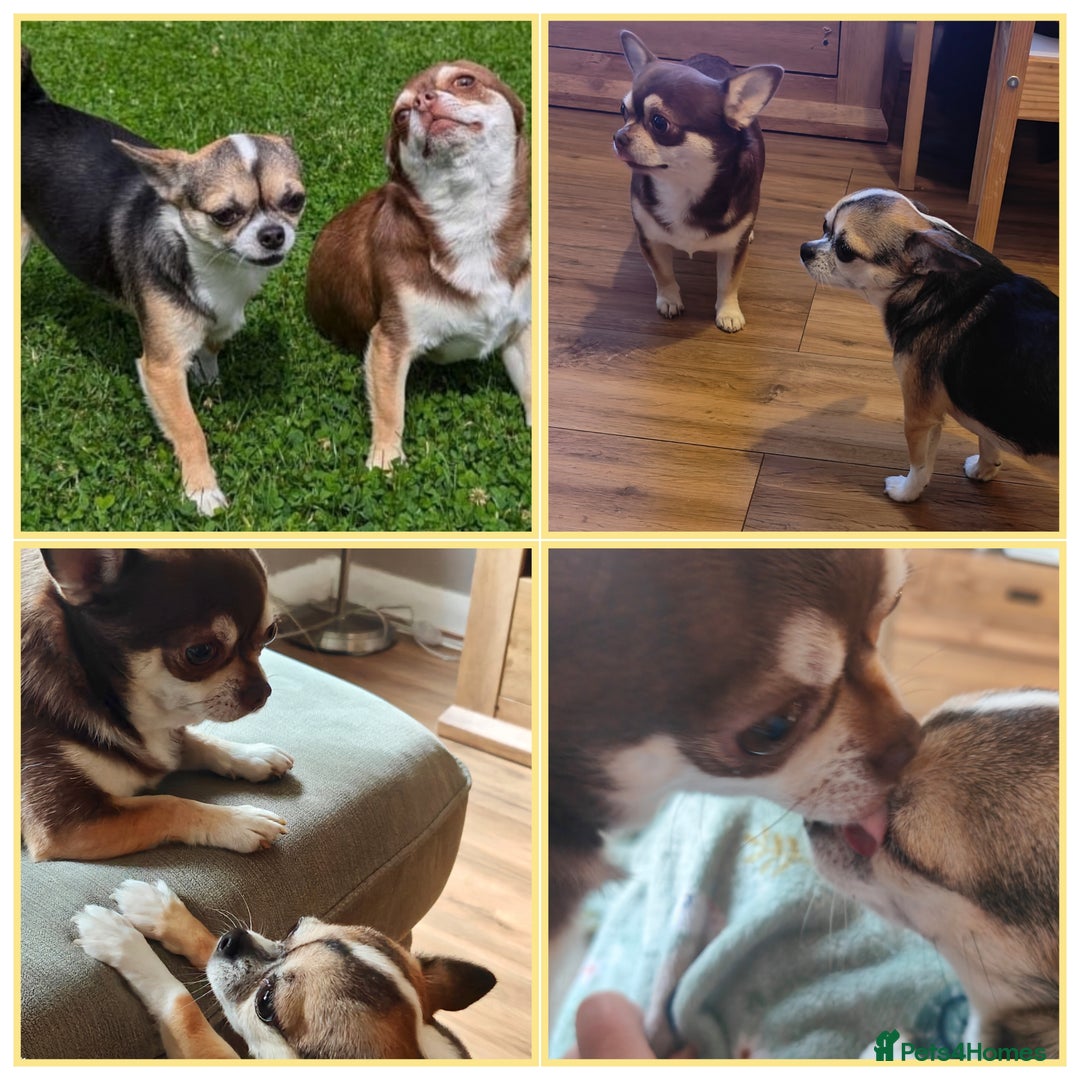 Chihuahua dogs for sale: 🪻 Beautiful Chihuahua Puppies 🪻 - Advert 18