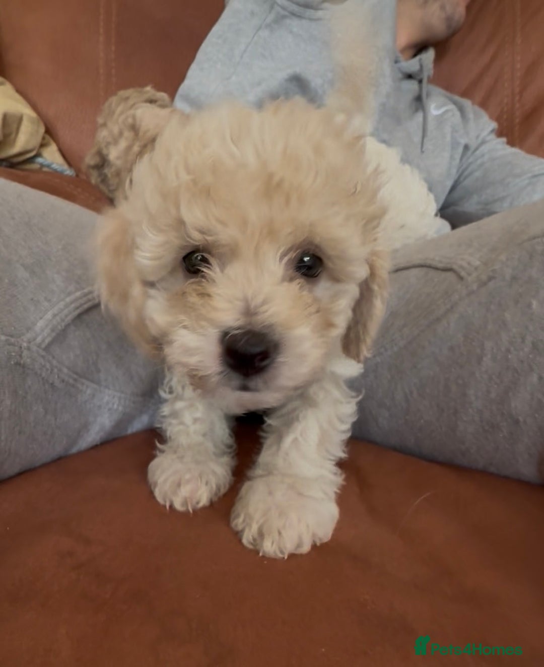 Poochon dogs for sale: Tiny farm bred teddy bear bundles of fun !  - Image 2