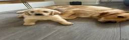 Golden Retriever dogs for sale: READY NOW Beautiful cream Golden Retriever Puppies in Milton Keynes - Advert 2