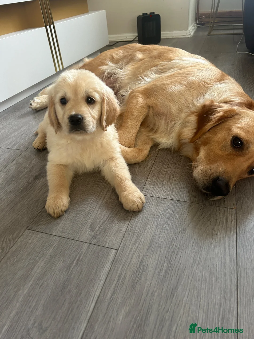 Golden Retriever dogs for sale: READY NOW Beautiful cream Golden Retriever Puppies in Milton Keynes - Advert 2