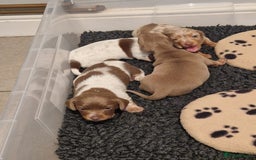 Miniature Dachshund dogs for sale: Minature dachound pups - Image 7