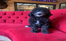 Bernedoodle dogs for sale: F1 Bernedoodle 2 Standard girls  - Image 3