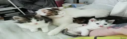 Mixed Breed cats for sale: Kittens  in Reading - Advert 3