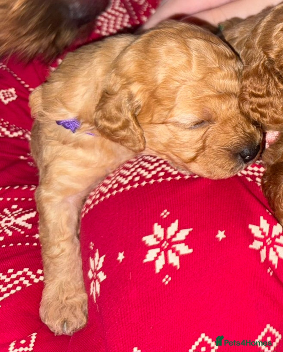 Cavapoo dogs for sale: Delightful Cavapoo puppies - Advert 5