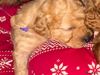 Cavapoo dogs Delightful Cavapoo puppies - Advert 2