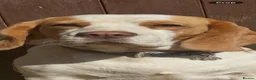 Beagle dogs for sale: STUNNING LITTER OF KC REG CHAMPION LINE BEAGLES  - Advert 18