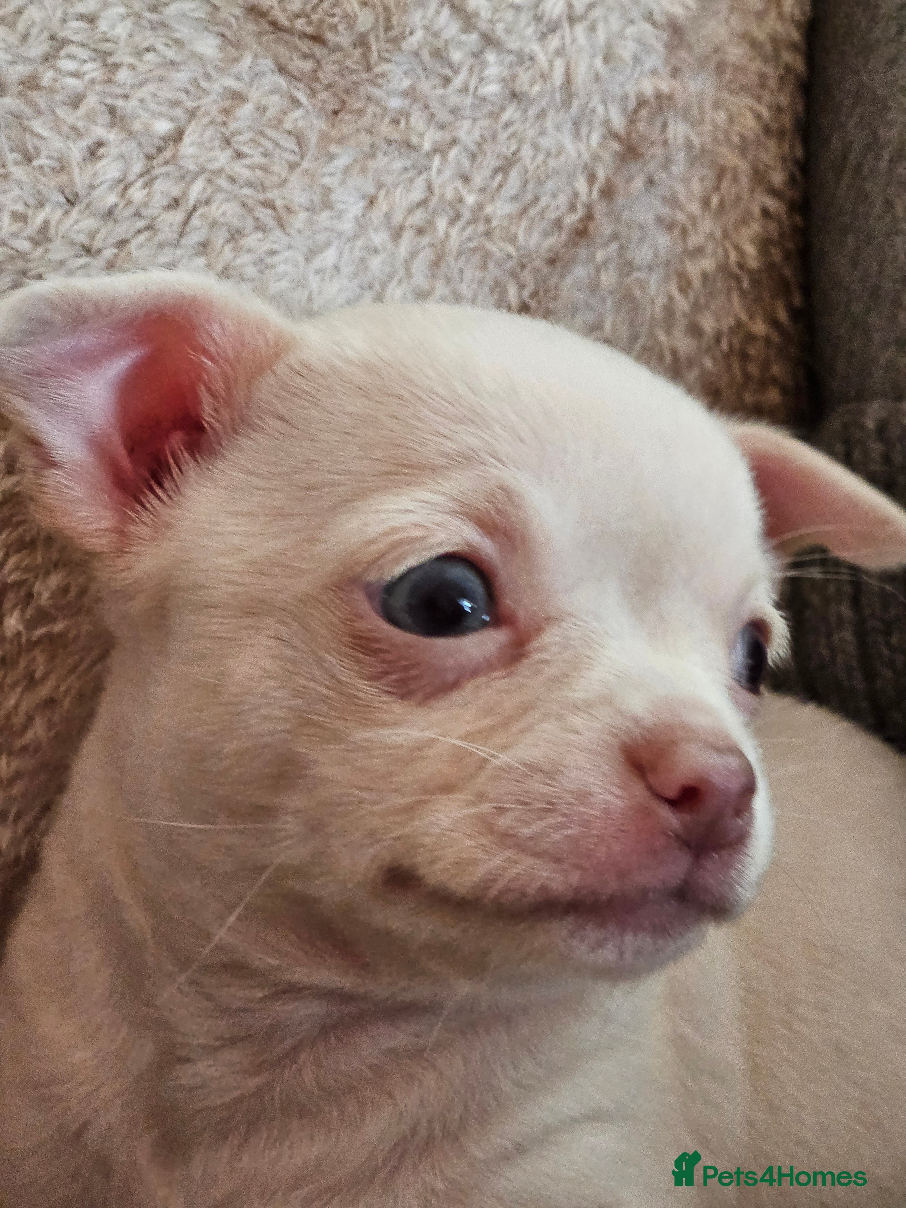 Chihuahua dogs Small White/Champagne With Blue  Eyes Chihuahuas  - Advert 4