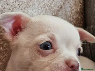 Chihuahua dogs Small White/Champagne With Blue Eyes Chihuahuas - Advert 3