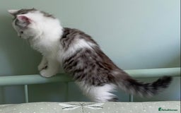 Mixed Breed cats for sale: Beautiful grey and white fluffy boys - Image 2