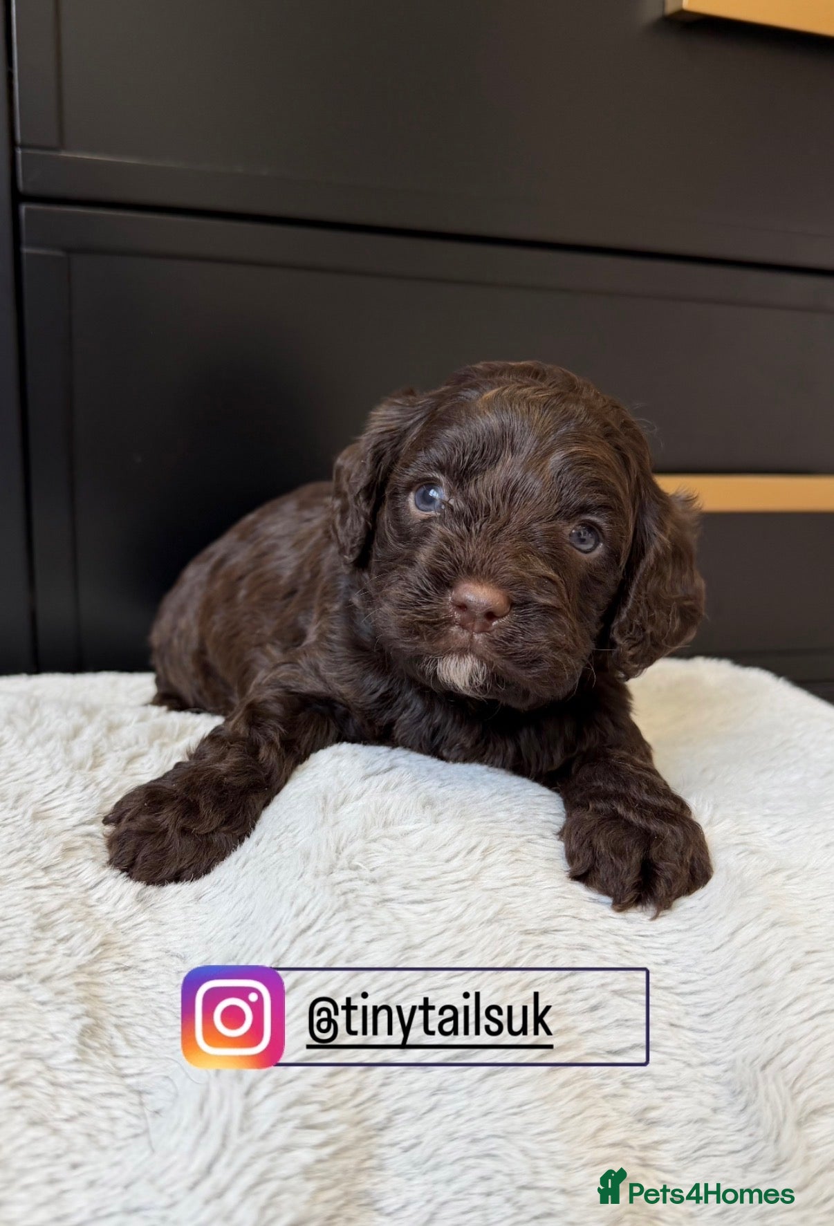 Cavapoo dogs Amazing quality Chocolate Cavapoos  - Advert 13