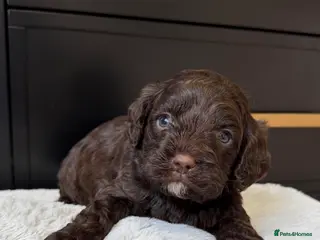 Cavapoo dogs Amazing quality Chocolate Cavapoos - Advert 13