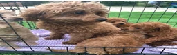 Toy Poodle dogs for sale: Kc red toy poodle puppys - Advert 3