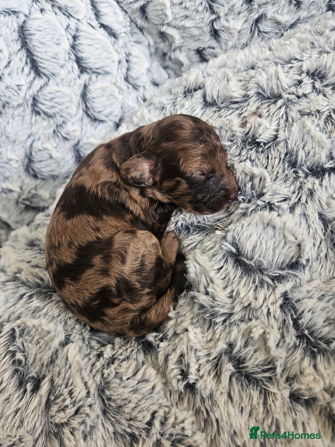 Cockapoo dogs for sale: Cockerpoo puppies - Image 2