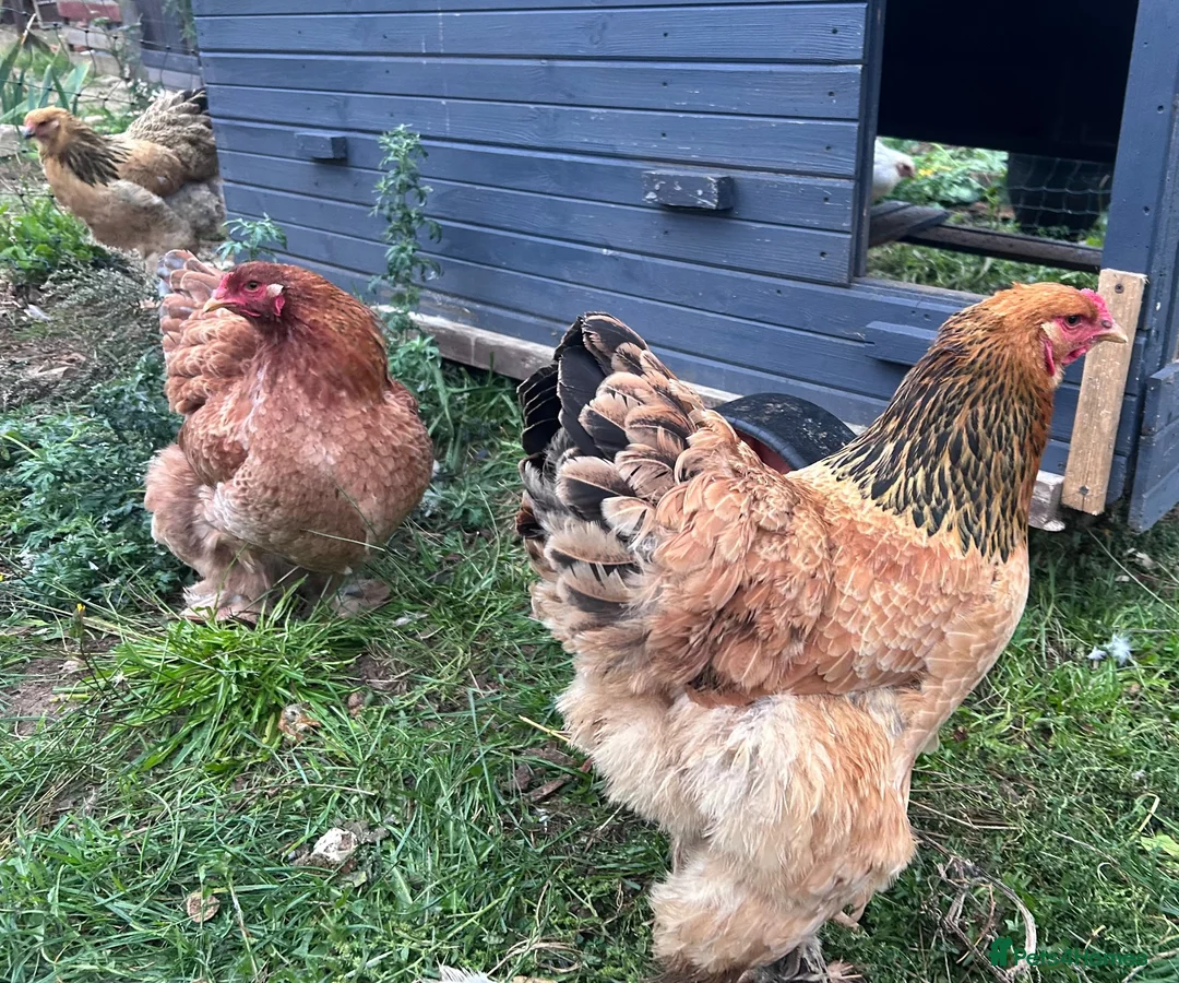 Chickens poultry for sale: Brahma hens  - Advert 5