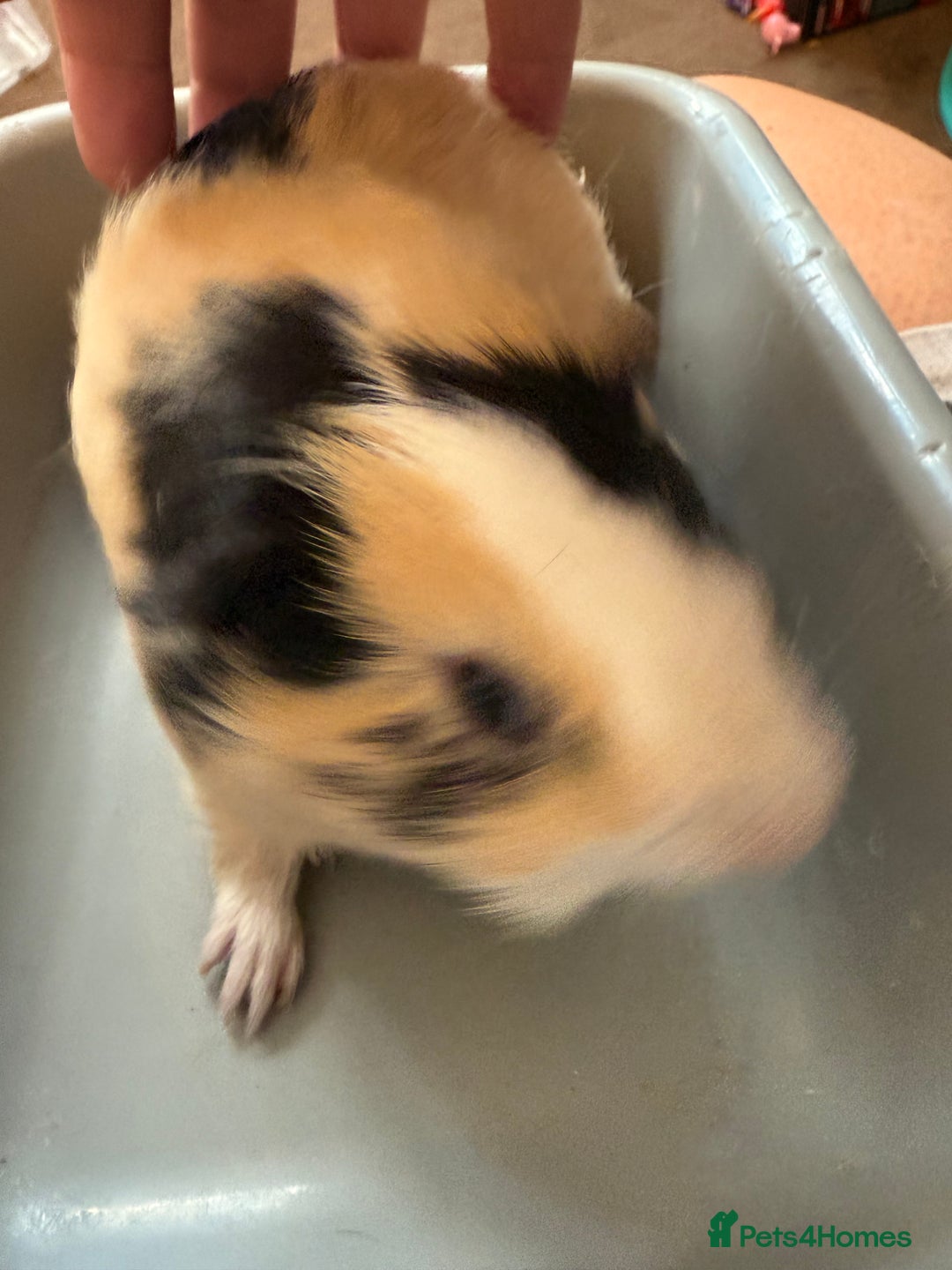 Guinea Pig rodents for sale: Lovely cuddle brothers - Image 6