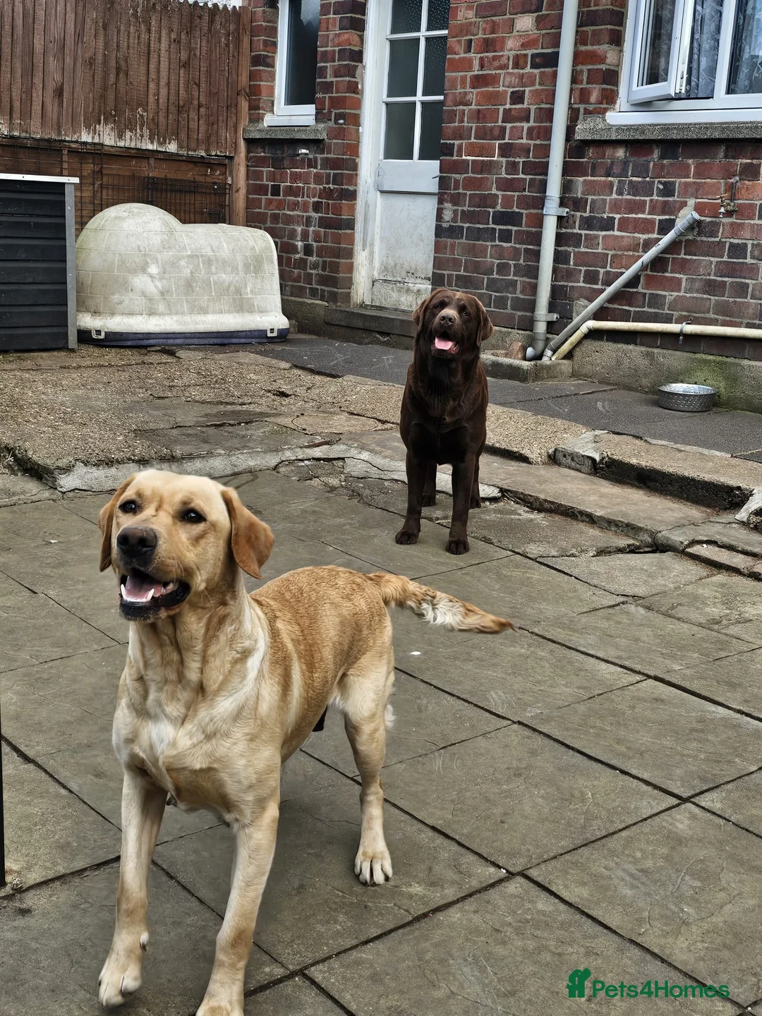 Labrador Retriever dogs for sale: Beautiful KC Registered Labrador Female - Advert 6