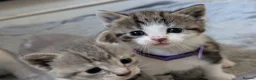 Domestic Shorthair cats for sale: Tabby/grey and white kittens! - Advert 6