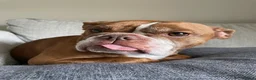 Mixed Breed dogs for sale: French cross English bulldog - Advert 4
