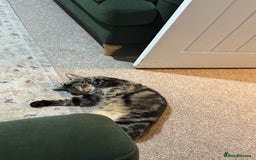 Mixed Breed cats for sale: Last 2 kittens out of a litter of 6 for sale! - Image 5
