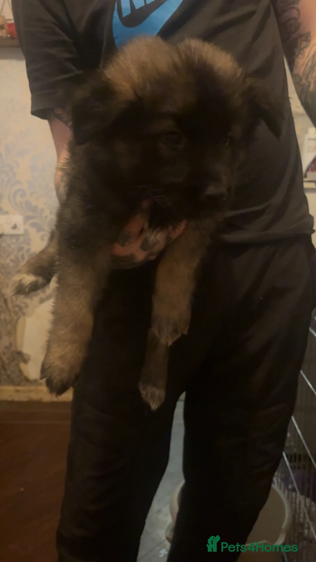 Mixed Breed dogs for sale: Last beautiful Shepkita girl😍 - Advert 7