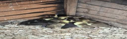 Ducks poultry for sale: Muscovy ducklings  - Advert 3
