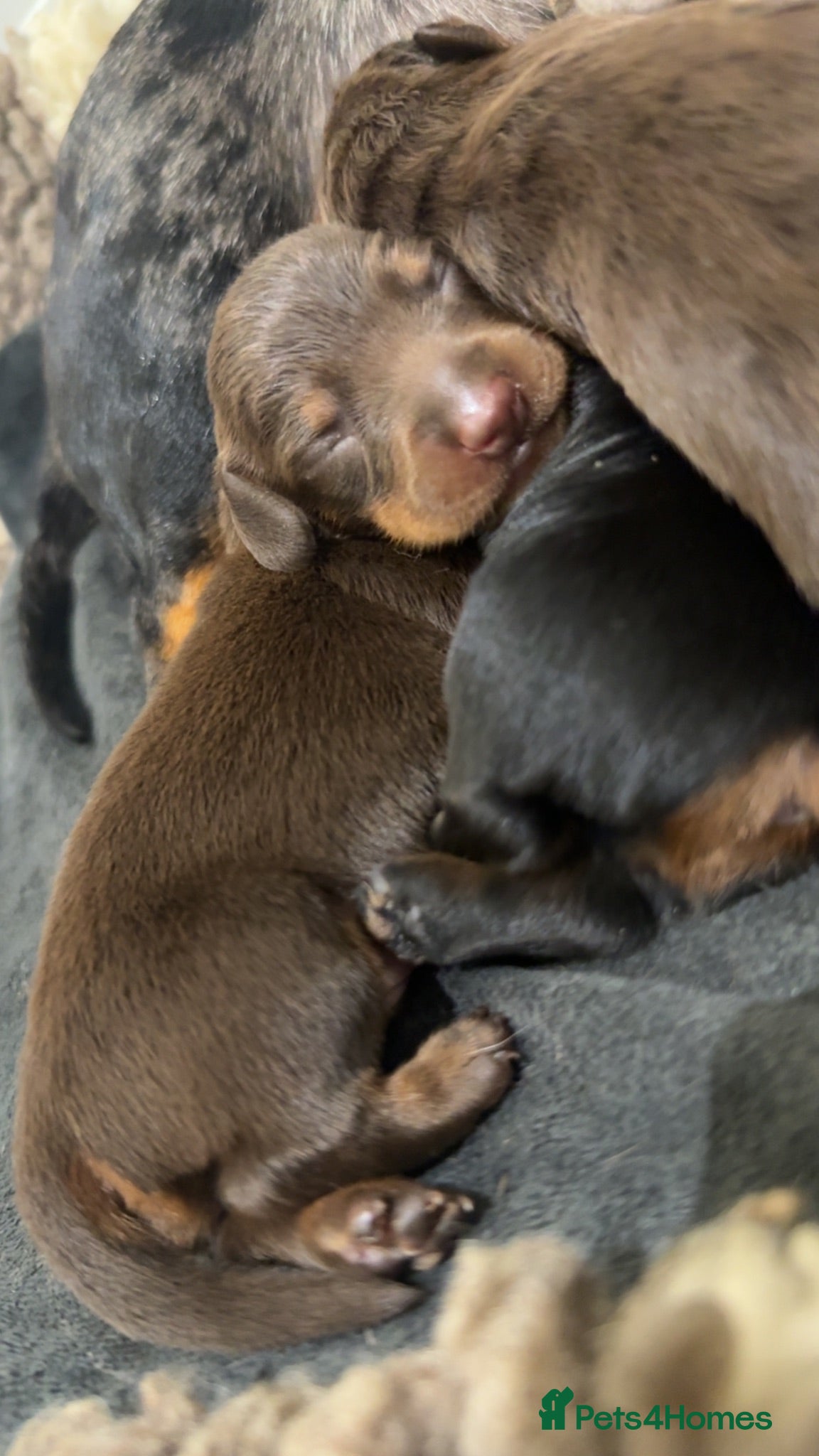 Miniature Dachshund dogs Miniature Dachshunds  - Advert 2