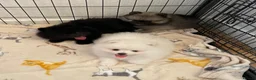 Pomeranian dogs for sale: Stunning Kc Teddy Bear Pomeranian pups - Advert 4