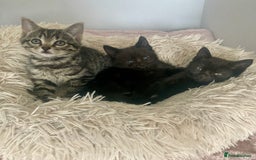Brazilian Shorthair cats for sale: Adorable Kittens ready to go - Image 1
