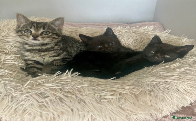 Brazilian Shorthair cats - Advert 4