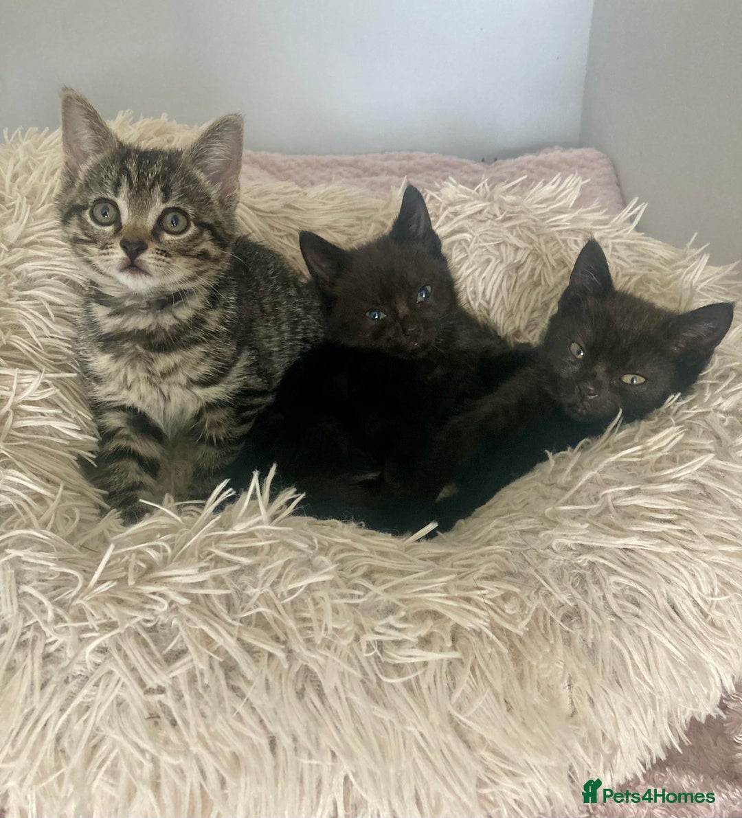 Brazilian Shorthair cats for sale: Adorable Kittens ready to go - Image 1