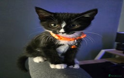 Domestic Shorthair cats for sale: Kitten ready to go  - Image 1