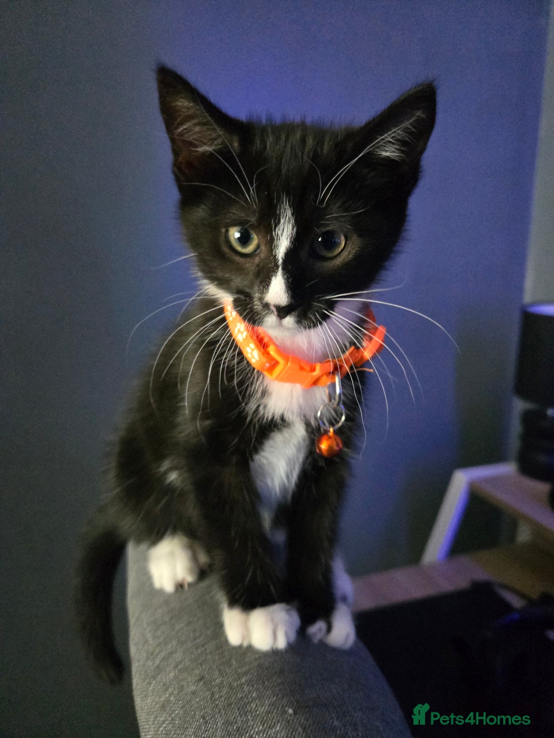 Domestic Shorthair cats for sale: Kitten ready to go  - Image 1