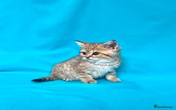 British Shorthair cats for sale: 🐾Purebred BSH kittens🐾 - Image 22