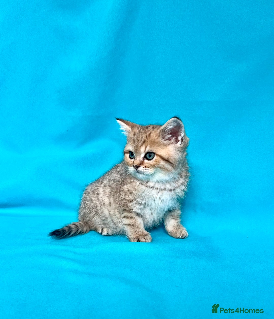 British Shorthair cats for sale: 🐾Purebred BSH kittens🐾 - Image 22