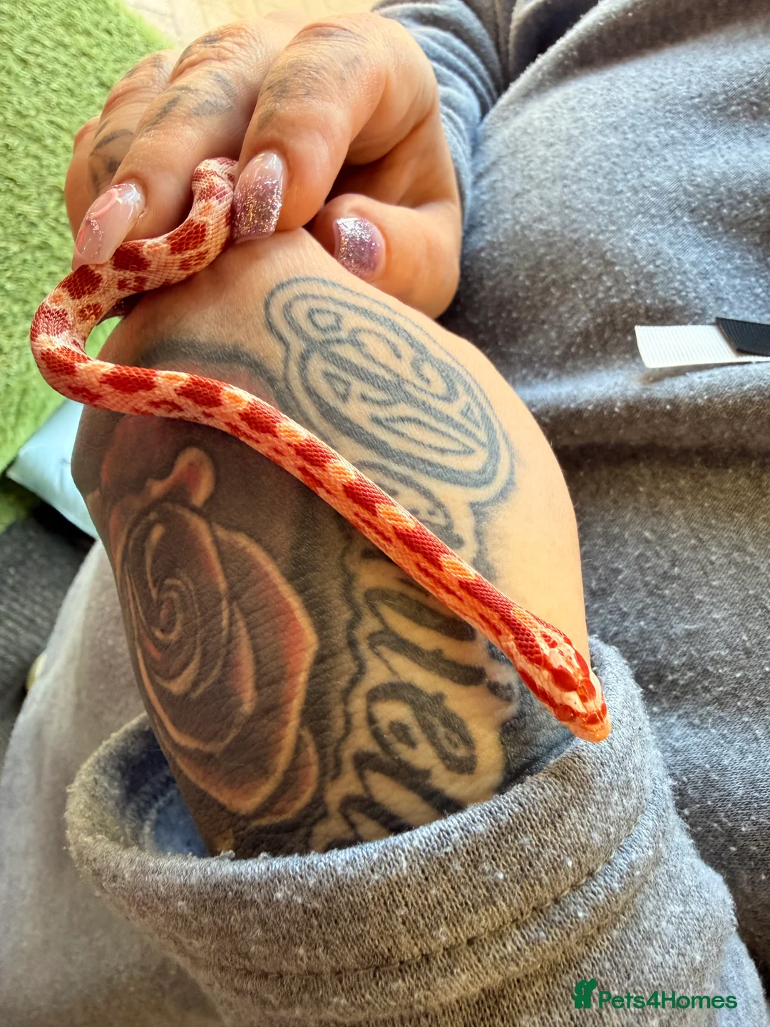 Corn Snake reptiles for sale: Hatchling corn snake - Advert 2