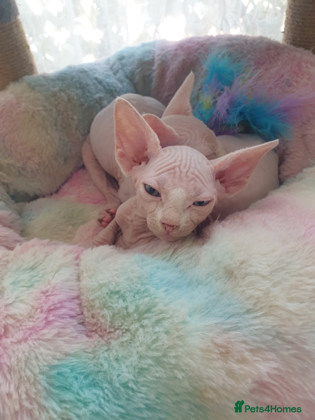 Sphynx cats for sale: Baby Sphynx Kitten - Image 4
