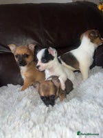 Jack Russell dogs - Advert 6