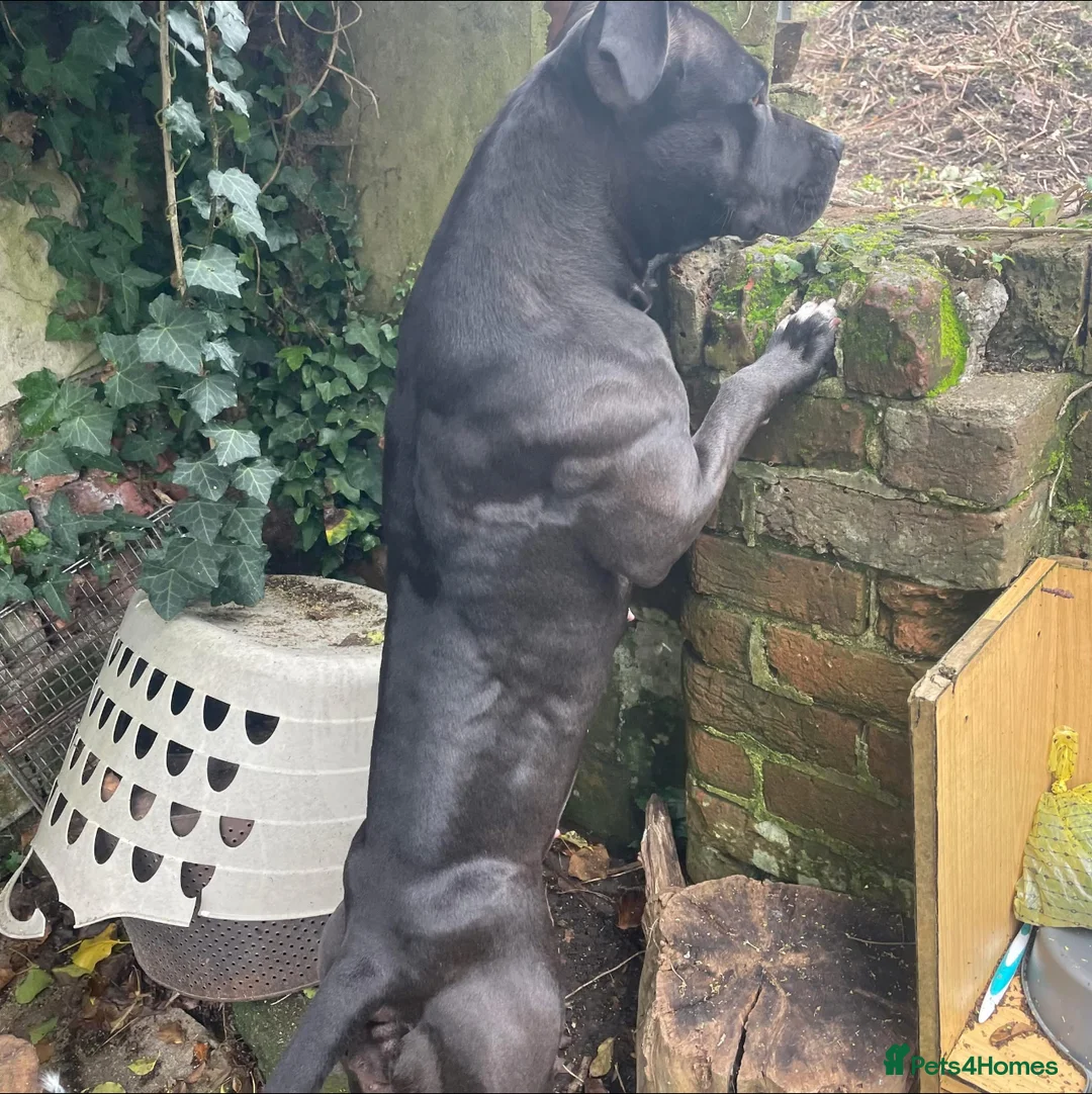 Staffordshire Bull Terrier dogs for sale: American staff puppies  - Advert 1