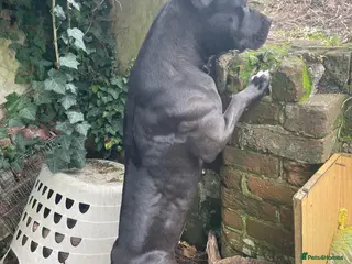 Staffordshire Bull Terrier dogs American staff puppies - Advert 1