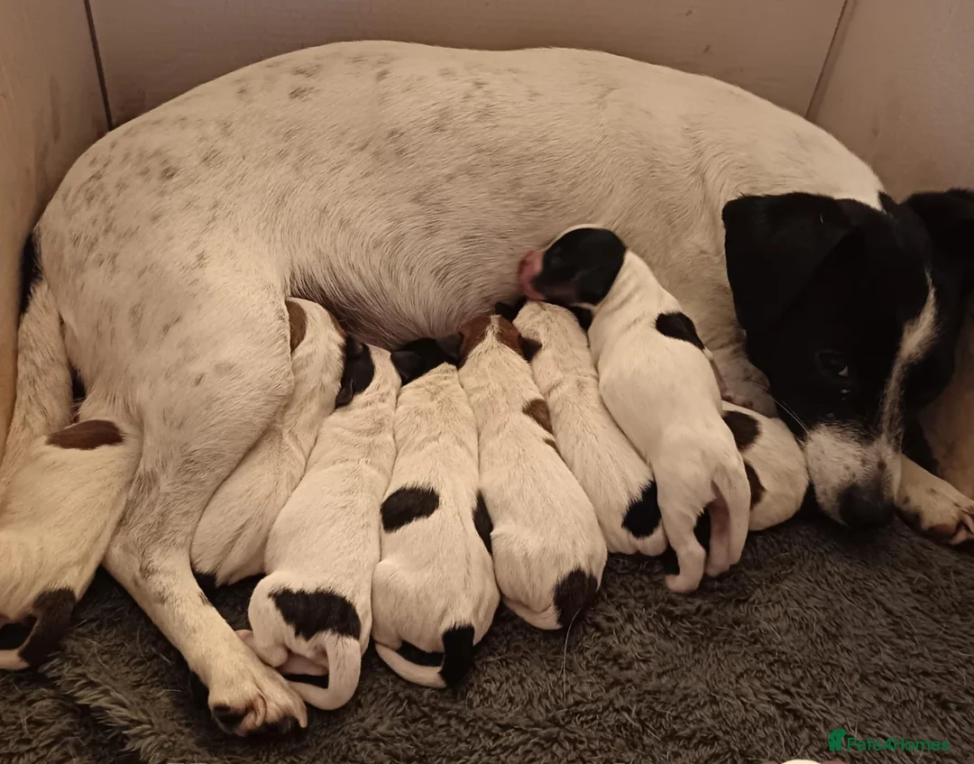 Jack Russell dogs for sale: stunning Jack Russell puppies  - Advert 8