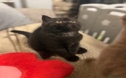 British Shorthair cats for sale: Beautiful British shorthair champion bloodlines - Image 14