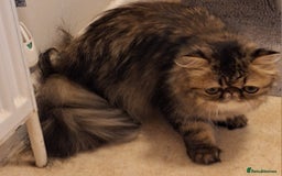 Persian cats for sale: Beautiful  brown tabby female persian  - Image 5