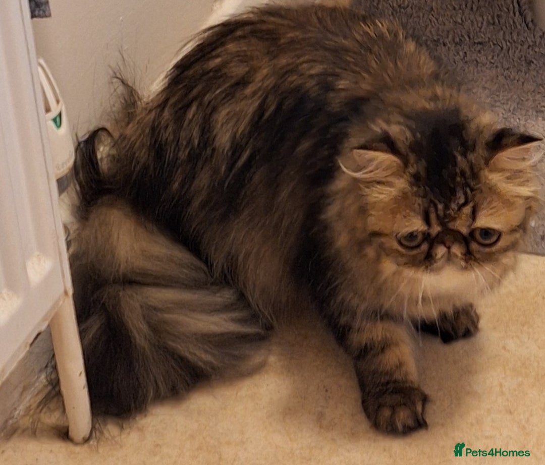 Persian cats for sale: Beautiful  brown tabby female persian  - Image 5