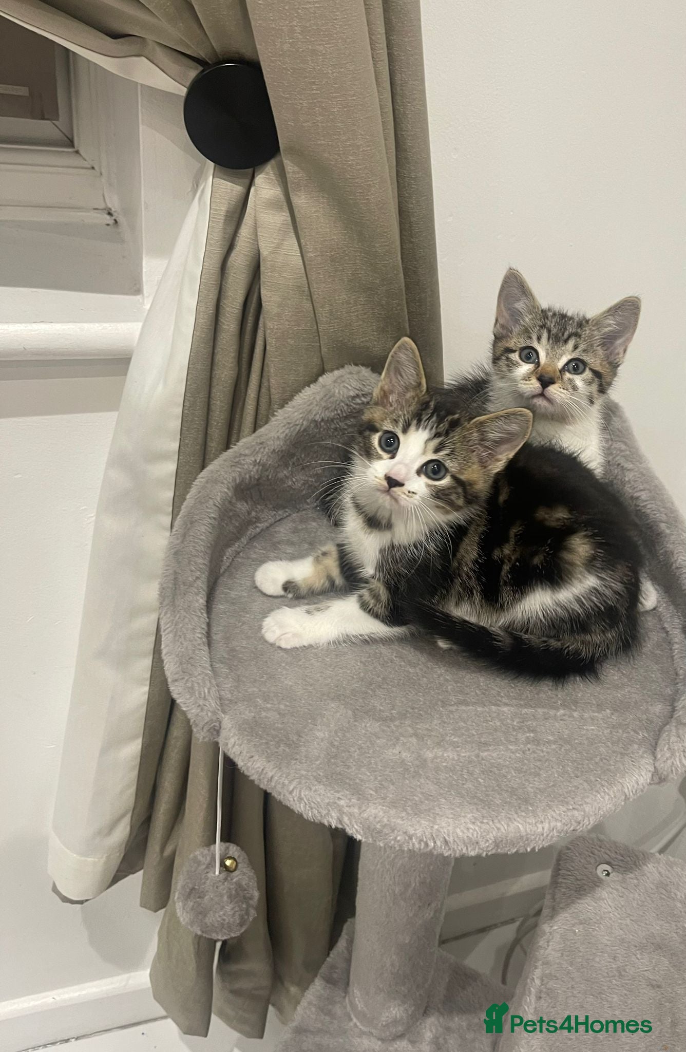 Mixed Breed cats Lovely playful kittens for new homes  - Advert 2