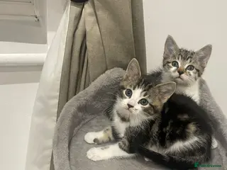 Mixed Breed cats Lovely playful kittens for new homes - Advert 4